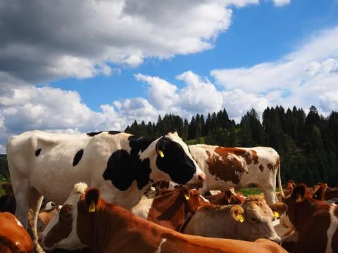 Cows grazing in the fields in a beautiful landscape under the open sky, Stock Photos
