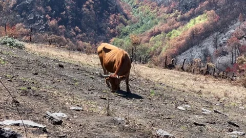 Cows grazing in fields devastated by fire Stock Footage 313751357