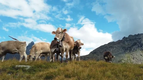 Cows grazing in a fields, mountain landscape Stock Footage 114743680
