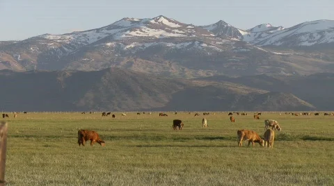 Cows grazing at the foot of the eastern Sierras Stock Footage 520568