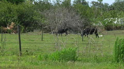Cows Grazing Stock Footage 455864