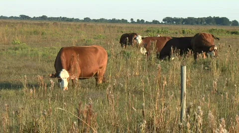 Cows grazing Stock Footage 477413