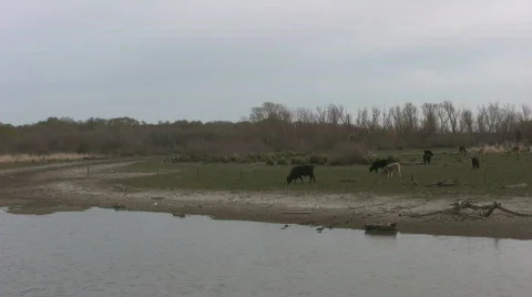 Cows Grazing Video stock 562158