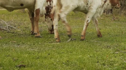 Cows Grazing Video stock 8985409