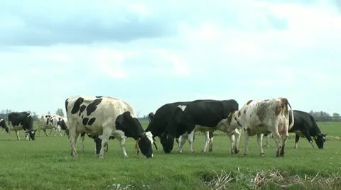 Cows grazing Stock Footage 10894652