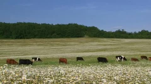 Cows grazing Stock Footage 21224106