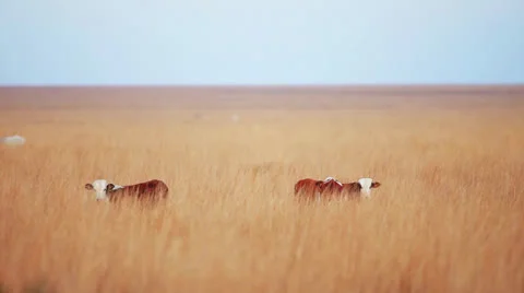 Cows grazing Stock-Footage 24452247