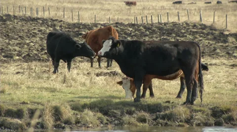 Cows grazing Stock Footage 31821512