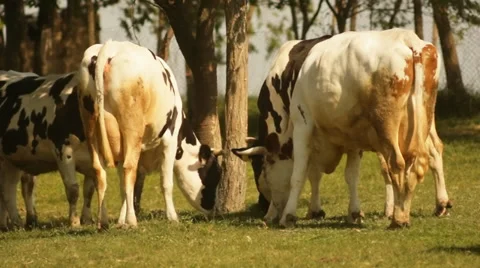 Cows grazing. Video stock 36046932