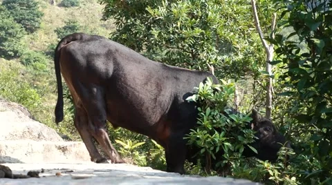 Cows grazing Stock Footage 47472587