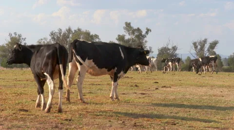 Cows grazing Stock Footage 48476771