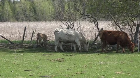 Cows grazing. Stock Footage 49931867