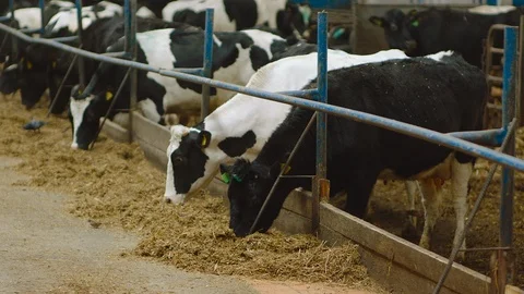 Cows Grazing Stock Footage 86949376