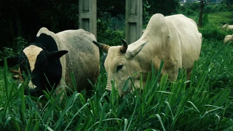 Cows grazing Stock Footage 90534445