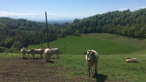 Cows grazing Stock Footage 90936401