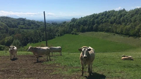 Cows grazing Stock Footage 90945006