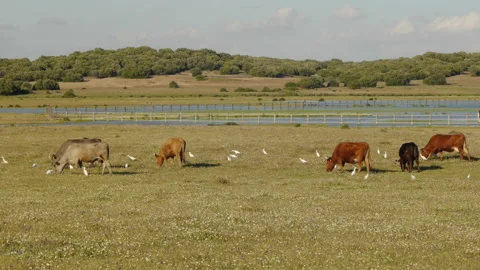 Cows grazing Stock Footage 103056616