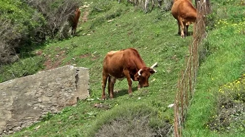 Cows grazing Stock Footage 114200524