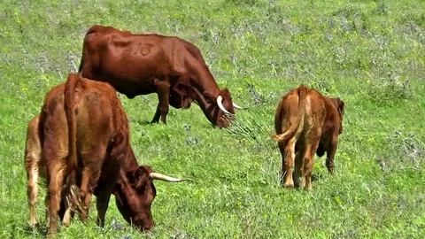 Cows grazing Stock Footage 114200692