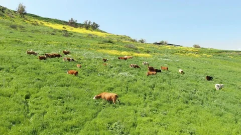 Cows grazing Stock Footage 127421540