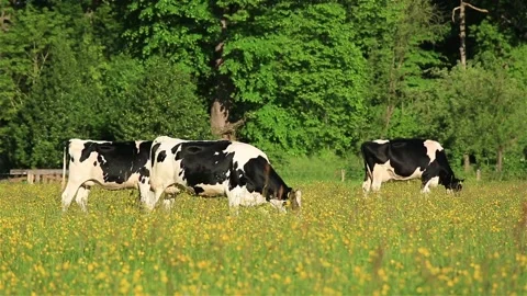 Cows grazing Stock Footage 133867003