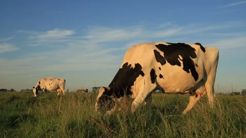 Cows grazing. Stock Footage 134129846