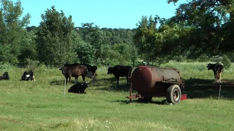 Cows grazing Video stock 153277654