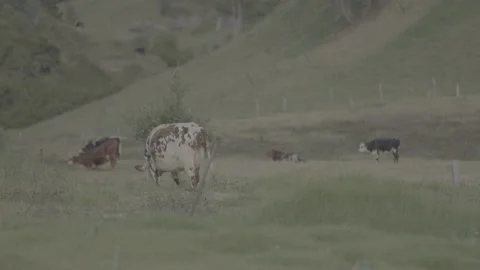 Cows grazing 動画素材 221099849