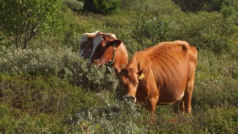 Cows grazing Video stock 243224185