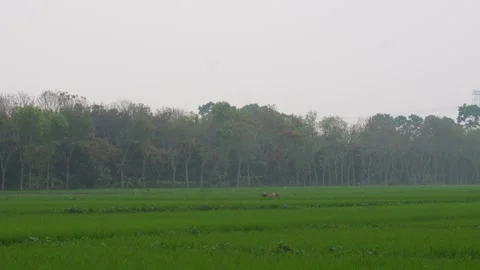 Cows Grazing Stock-Footage 333918481