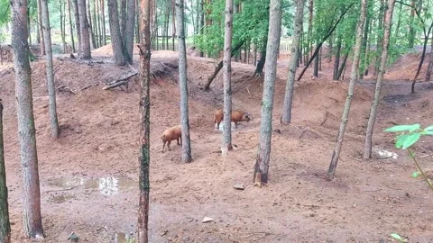 Cows grazing in a forest clearing surrounded by trees in daylight Video stock 325039342