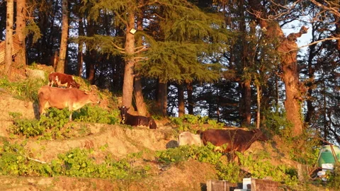 Cows grazing on a forest hillside in rural India during golden hour Stock Footage 325763971