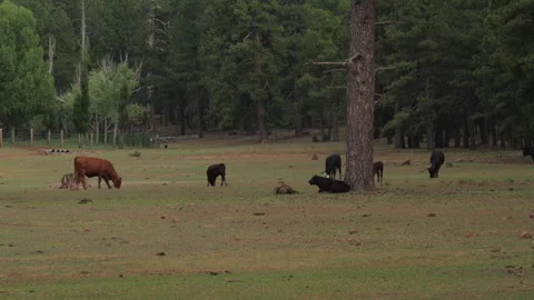 Cows grazing on a forest meadow Video stock 245460896