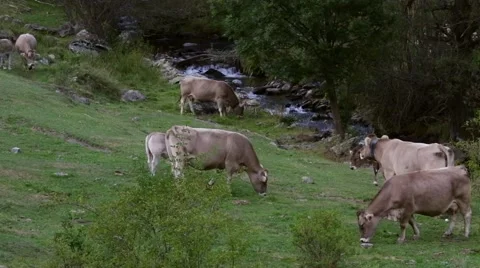 Cows grazing in freedom. Stock Footage 57196158