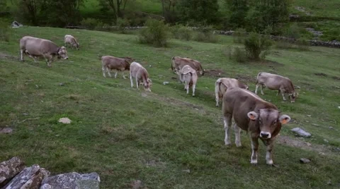 Cows grazing in freedom. Stock Footage 57196193