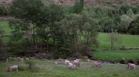 Cows grazing in freedom. Stock Footage 57196355