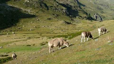 Cows grazing in freedom. Stock Footage 79967204