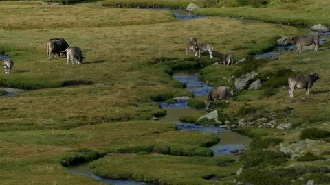 Cows grazing in freedom. Stock Footage 79969039