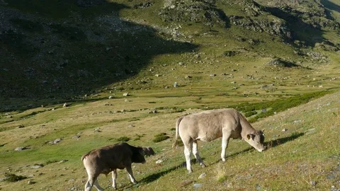 Cows grazing in freedom. Stock Footage 80163013
