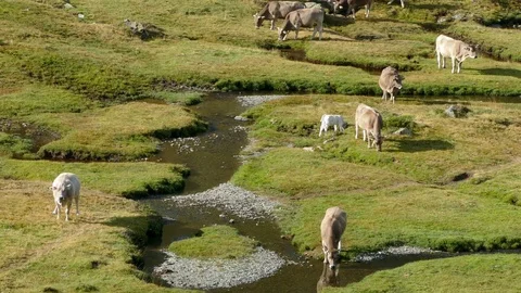 Cows grazing in freedom. Stock Footage 80163094