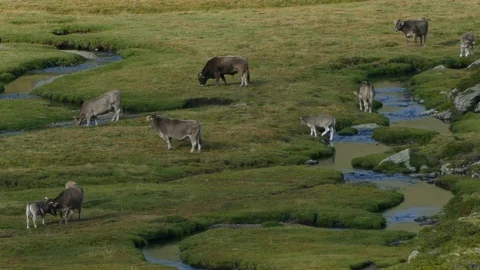 Cows grazing in freedom. Stock Footage 80163677