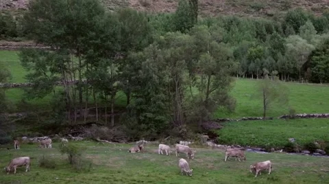 Cows grazing in freedom, until they leave the plane.Time Lapse Stock Footage 57196352