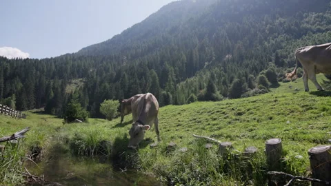 Cows grazing freely on alpine fields Vídeo Stock 343737568