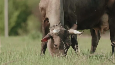 Cows grazing freely on grass Stock Footage 229459172