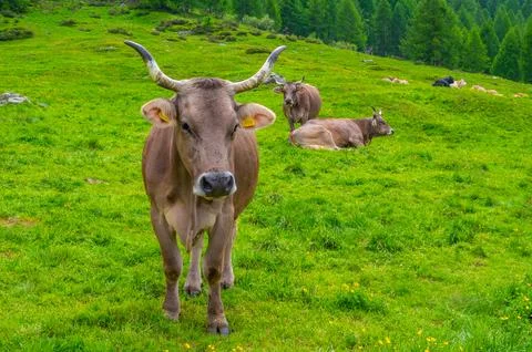 Cows grazing freely. Stock Photos