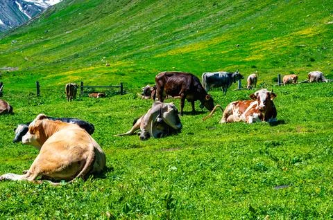 Cows grazing freely. Stock Photos