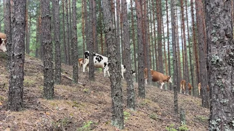 Cows Grazing Freely in a Pine Forest 스톡 동영상 315675103