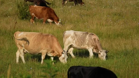 Cows grazing the fresh grass Video stock 270706849