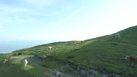 Cows Grazing Fresh Green Grass In The Mountains Stock Footage 156396471