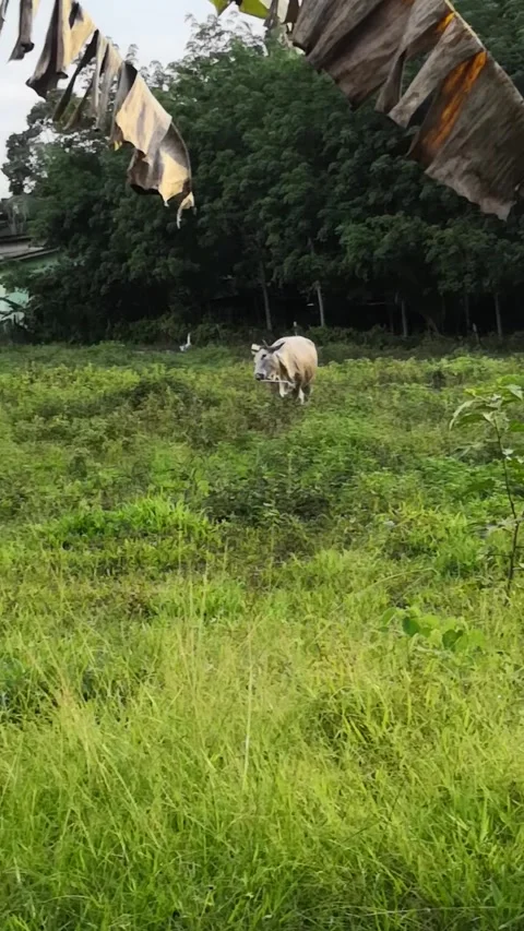 Cows Grazing on Fresh Green Grass - Relaxing Video Stock Footage 273535704